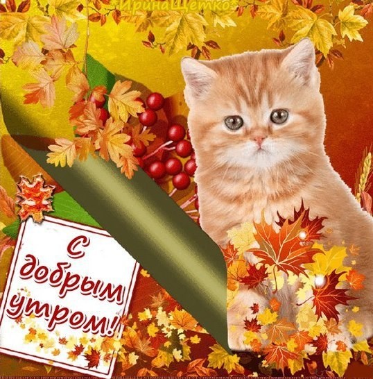 Открытка Осенний Приветик
